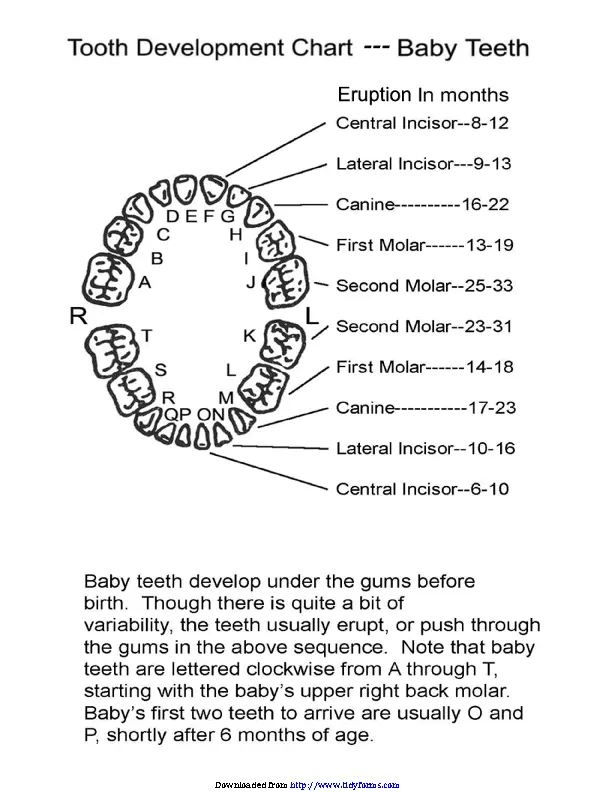 Baby Teeth Chart 3