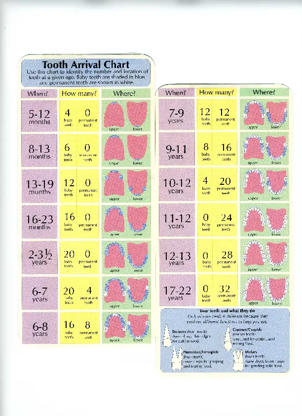 Stages Of Teeth Baby Teeth Growth Chart