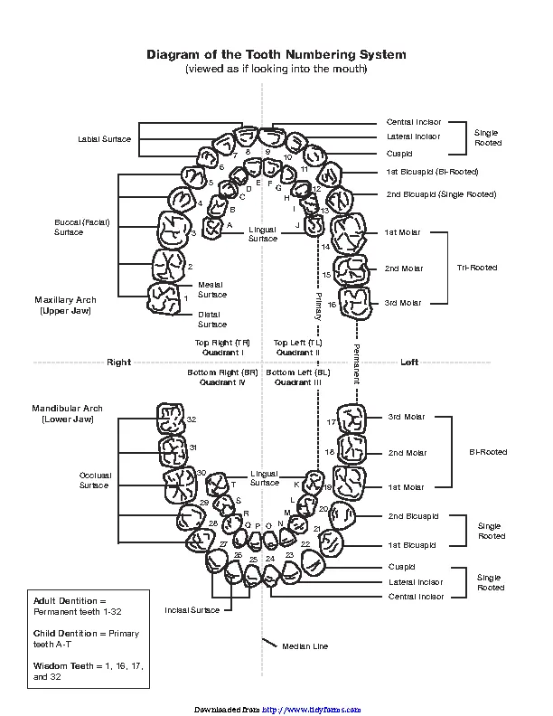 Teeth Numbers Chart - PDFSimpli