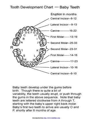Forms Baby Teeth Chart 3