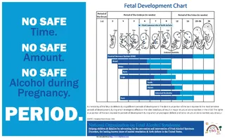 Forms Fetal Development Chart