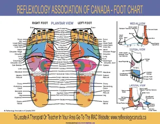 Foot Reflexology Chart