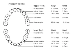 Forms Primary Teeth Eruption Chart Template