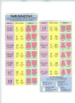 Forms Stages Of Teeth Baby Teeth Growth Chart