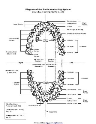 Forms Teeth Numbers Chart