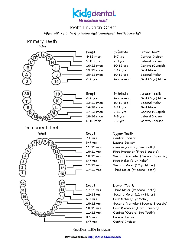 Tooth Eruption Chart - PDFSimpli